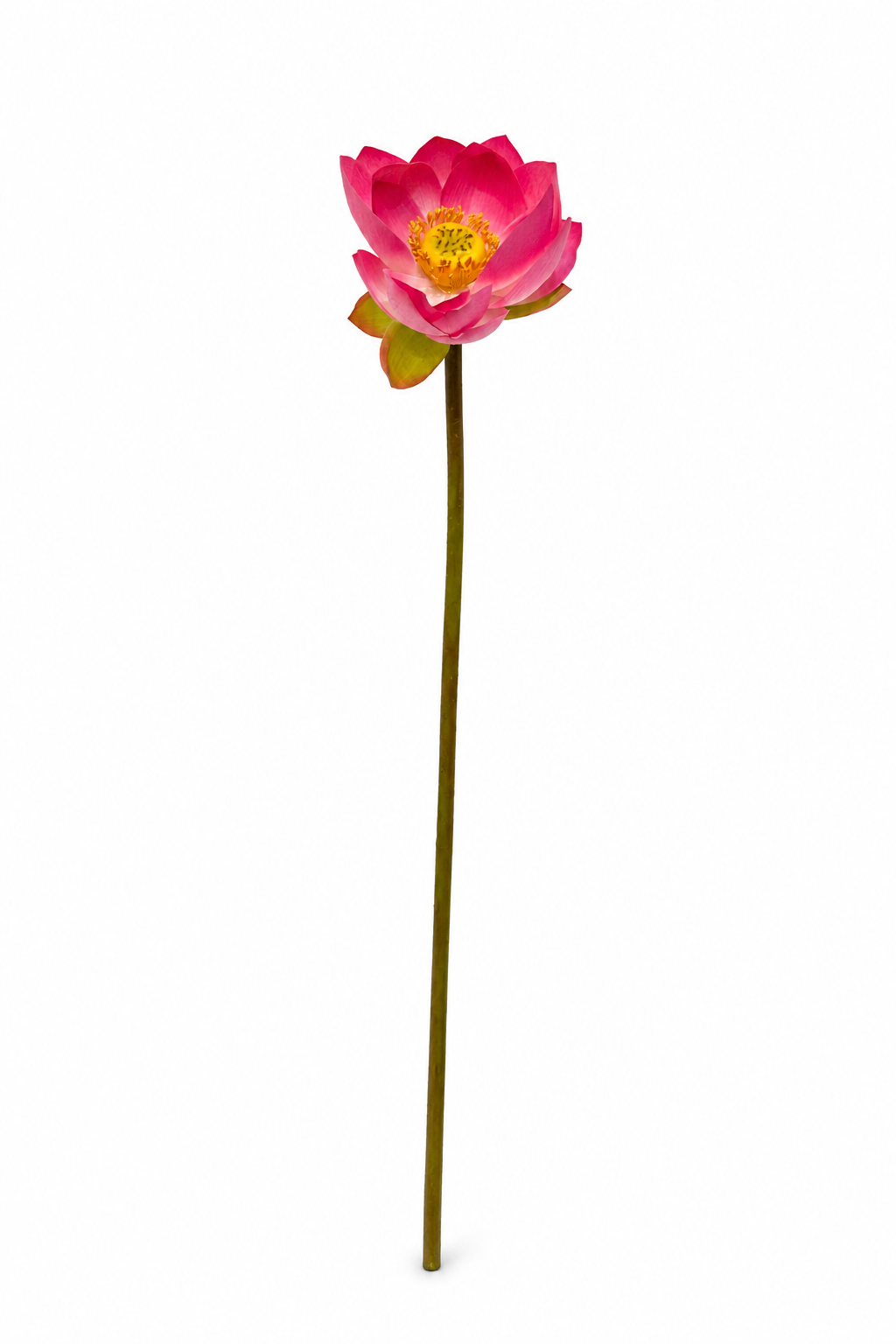 گل نیلوفر آبی