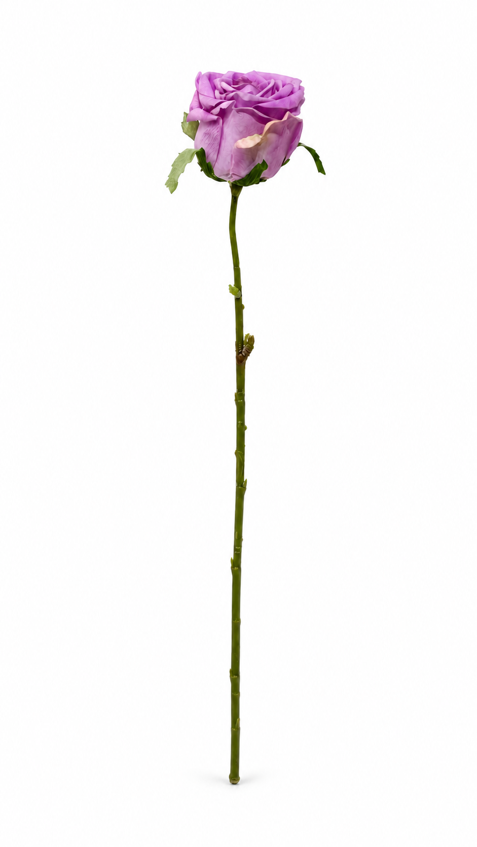 رز تک شاخه لمسی