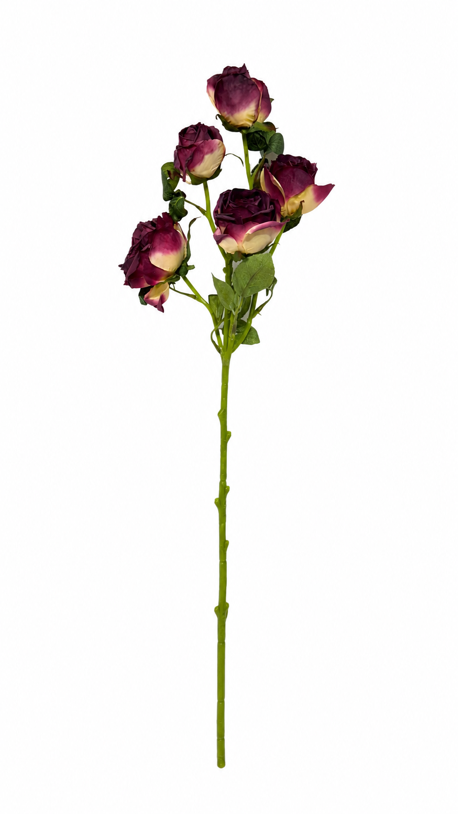 رز ۵گل زینتی