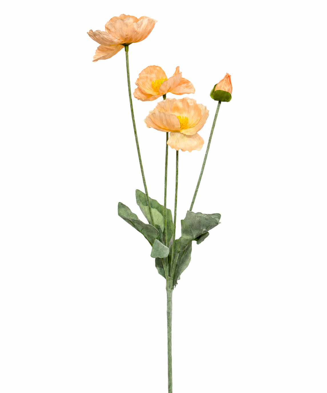 شقایق ۵ رنگ