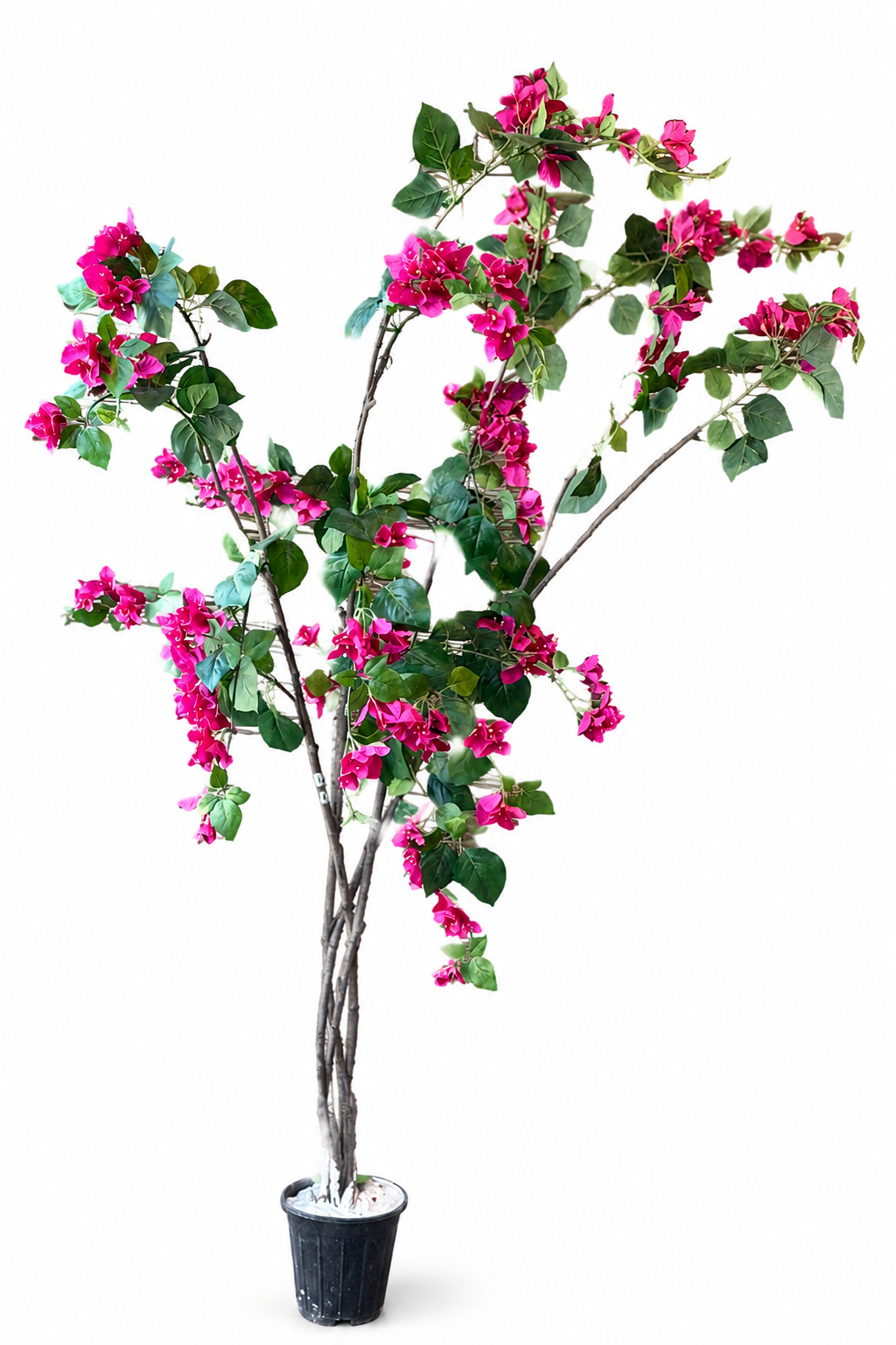 درختچه گل کاغذی