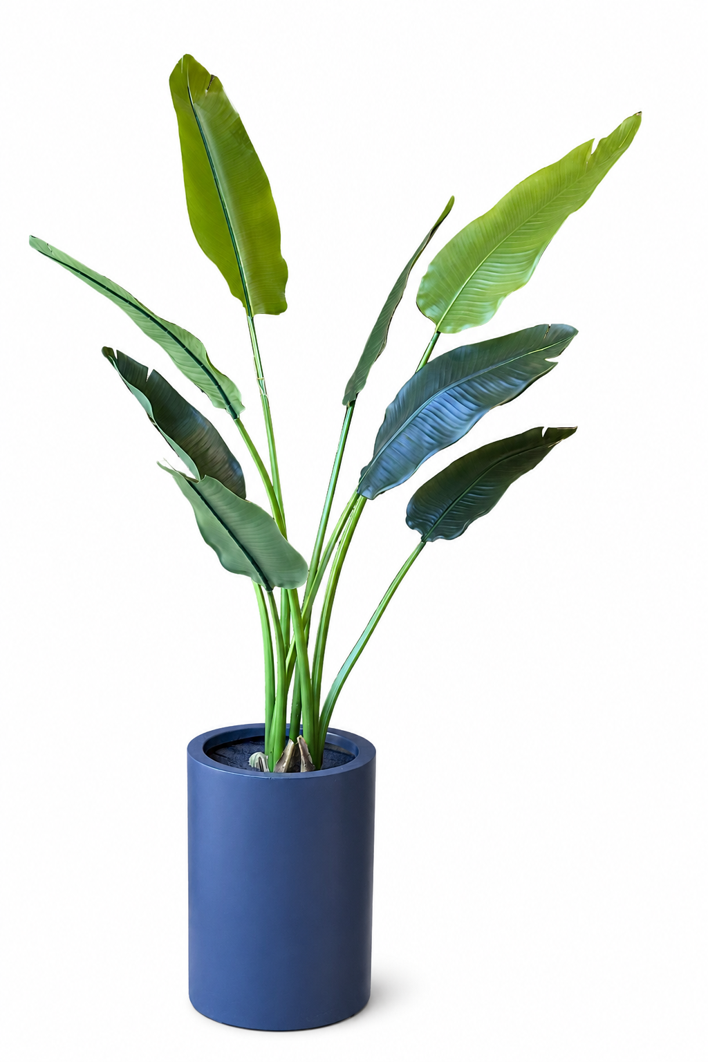 درختچه پارادایز